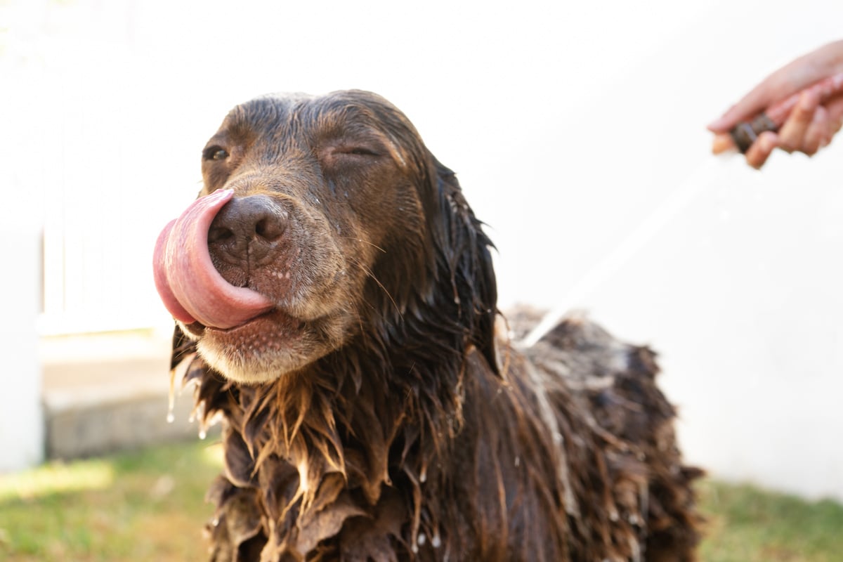 dog taking a bath